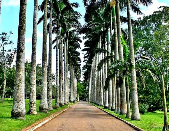 Aburi Botanical Gardens