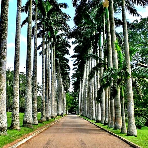 Aburi Botanical Gardens