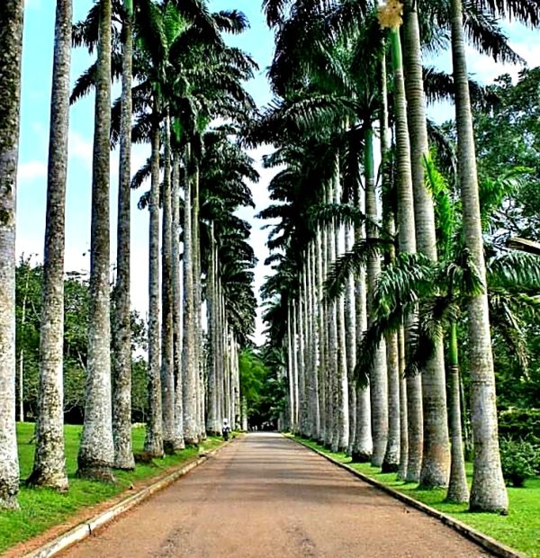 Aburi Botanical Gardens