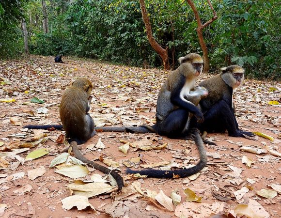 Boabeng-Fiema Monkey Sanctuary