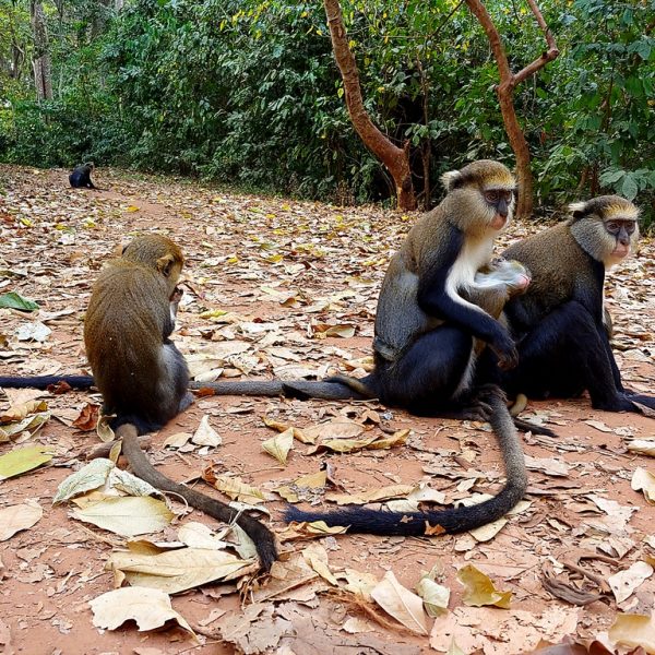 Boabeng-Fiema Monkey Sanctuary