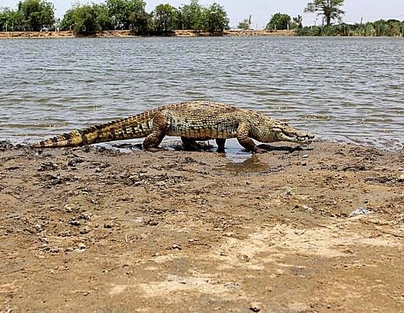 Paga Crocodile Pond