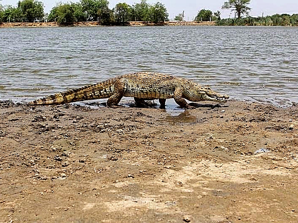 Paga Crocodile Pond