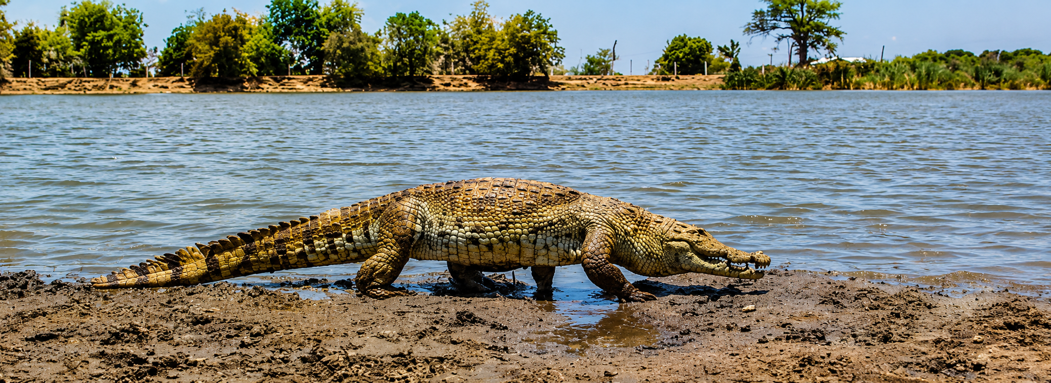 Paga Crocodile Pond